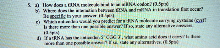 How does tRNA molecule bind t0 an mRNA codon? (0.Spts… - SolvedLib