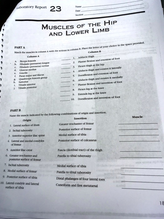 Muscles Of The Hip And Lower Limb Part A Aboratory Report 23 Name Date ...