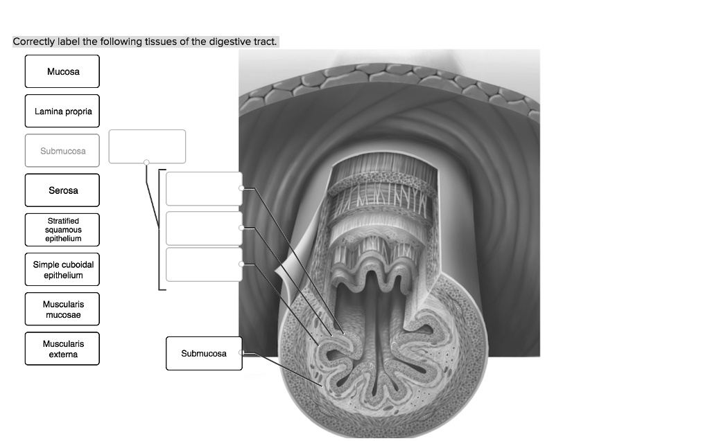 Correctly Label The Following Tissues Of The Digestive Tract www.numerade.com