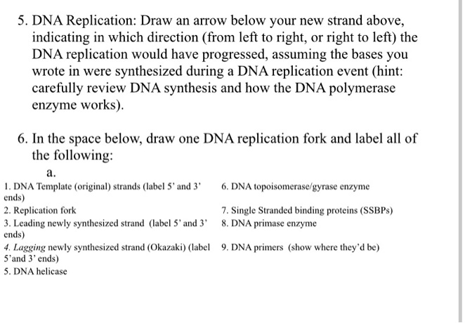 SOLVED: 5. DNA Replication: Draw an arrow below your new strand above ...