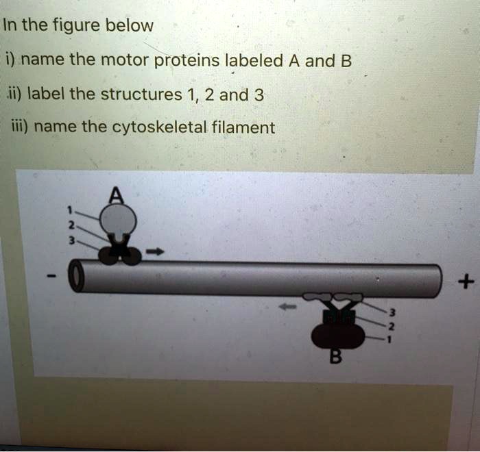 SOLVED: In the figure below name the motor proteins labeled A and B ...