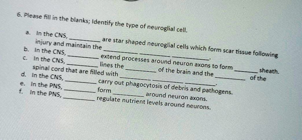 Which Type Of Neuroglial Cell Functions To Form The Blood Brain Barrier ...