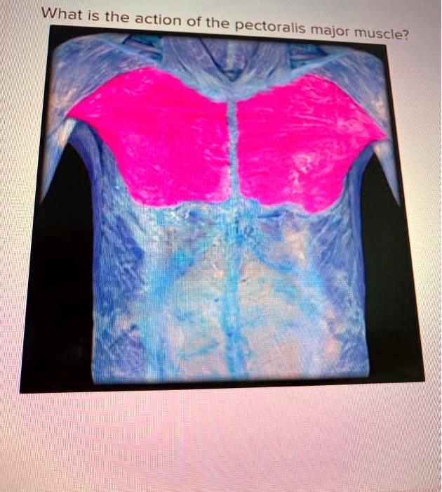What is the action of the pectoralis major muscle?