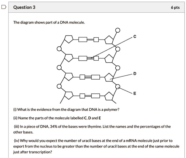 SOLVED: Question 3 The diagram shows part of DNA mo ecullo (i) What is ...