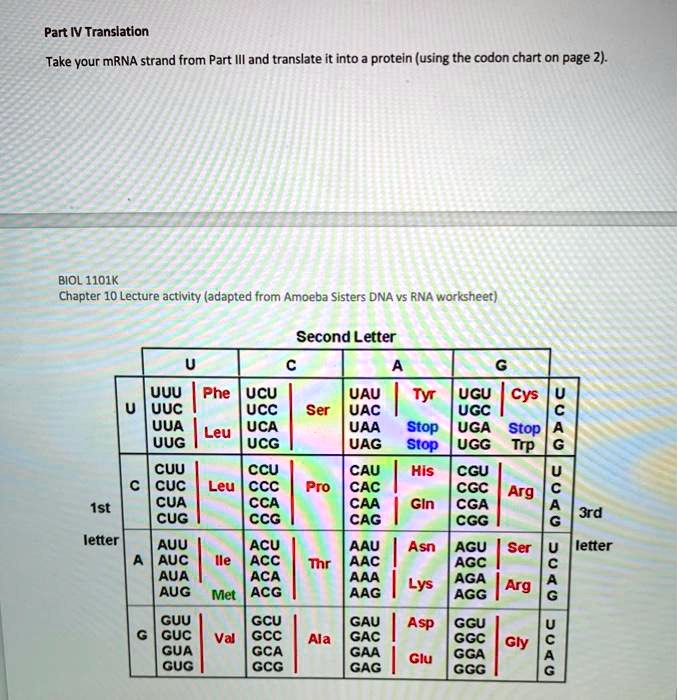 SOLVED Part IV Translation Take your mRNA strand from Part IIl and