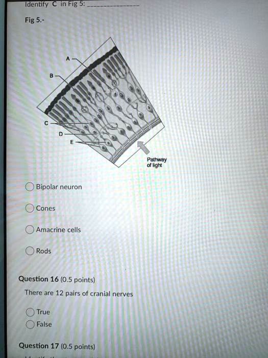 Identify C in Fig 5:
Fig 5.-
Bipolar neuron
Cones
Amacrine cells
Rods
Question 16 (0.5 points)
There are 12 pairs of cranial nerves
True
False
Question 17 (0.5 points)