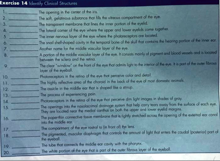 SOLVED Exercise 14 Identify Clinical Structures The opening in the