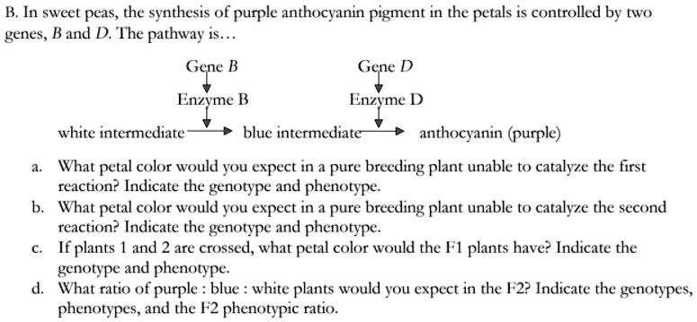 B. In sweet peas, the synthesis of purple anthocyanin pigment in the petals is controlled by two genes, B and D. The pathway is...

Gene B
|
Enzyme B
|
white intermediate -> blue intermediate

Gene D
|
Enzyme D
|
blue intermediate -> anthocyanin (purple)

a. What petal color would you expect in a pure breeding plant unable to catalyze the first reaction? Indicate the genotype and phenotype.
b. What petal color would you expect in a pure breeding plant unable to catalyze the second reaction? Indicate the genotype and phenotype.
c. If plants 1 and 2 are crossed, what petal color would the F1 plants have? Indicate the genotype and phenotype.
d. What ratio of purple : blue : white plants would you expect in the F2? Indicate the genotypes, phenotypes, and the F2 phenotypic ratio.