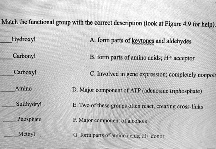 Match the functional group with the correct description (look at Figure 4.9 for help).

Hydroxyl A. form parts of keytones and aldehydes

Carbonyl B. form parts of amino acids; H+ acceptor

Carboxyl C. Involved in gene expression; completely nonpolar

Amino D. Major component of ATP (adenosine triphosphate)

Sulfhydryl E. Two of these groups often react, creating cross-links

Phosphate F. Major component of alcohols

Methyl G. form parts of amino acids; H+ donor