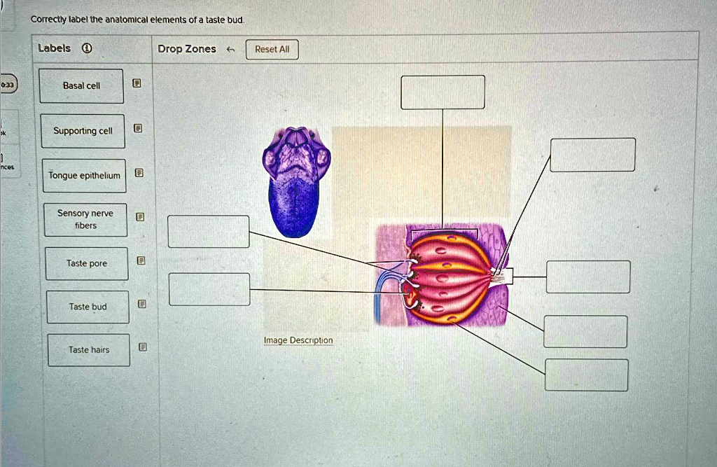 Correctly label the anatomical elements of a taste bud Labels: Basal