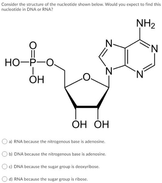 SOLVED: Consider the structure of the nucleotide shown below: Would you ...