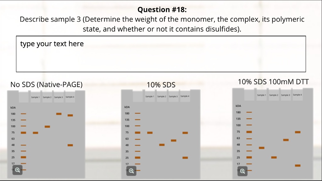Question #18:
Describe sample 3 (Determine the weight of the monomer, the complex, its polymeric state, and whether or not it contains disulfides).
type your text here
No SDS (Native-PAGE)
10% SDS
10% SDS 100mM DTT