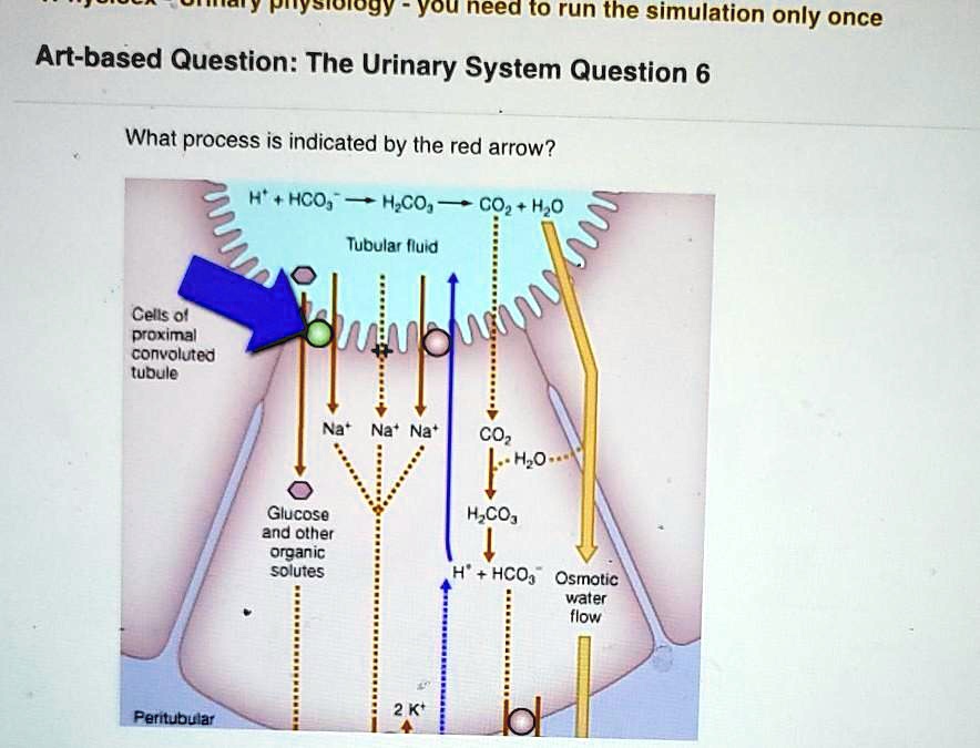SOLVED Biology You need to run the simulation only once Artbased