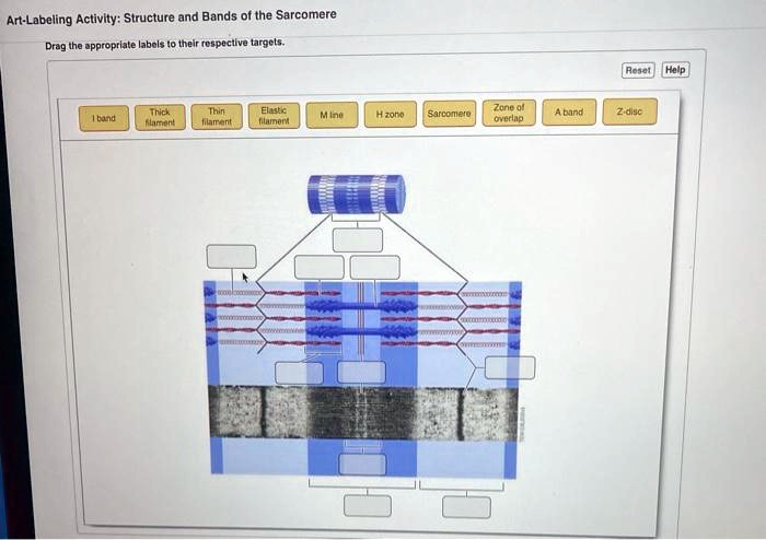 SOLVED: Art-Labeling Activity: Structure and Bands of the Sarcomere El