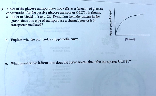 a plot of the glucose transport rate into cells as function of glucose ...