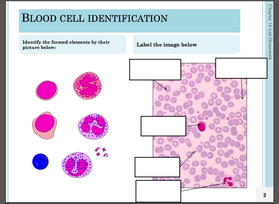 BLOOD CELL IDENTIFICATION Identify the formed elements by their picture ...