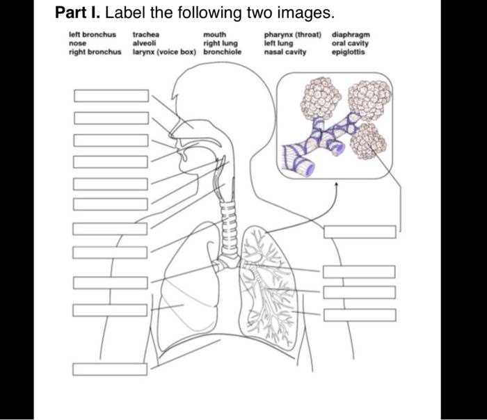 SOLVED: Part I. Label the following two images left bronchus trachea ...