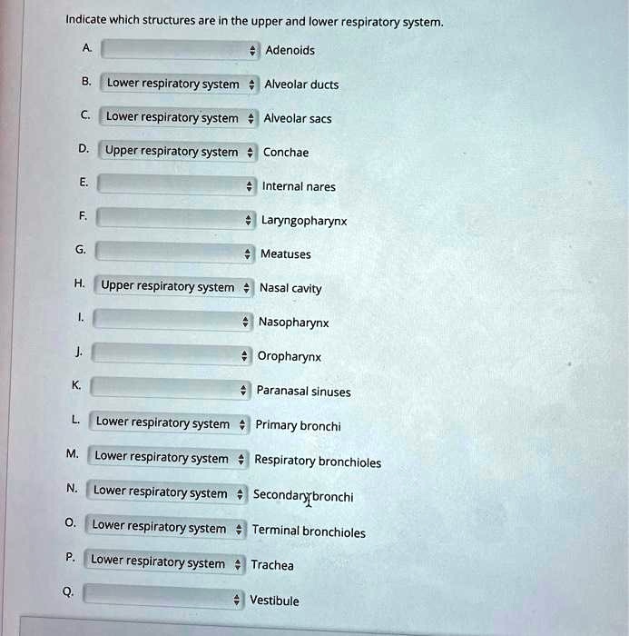 Indicate which structures are in the upper and lower respiratory system ...