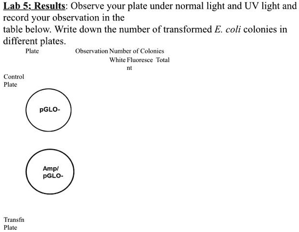 Lab 5; Results: Observe your plate under normal light and UV...