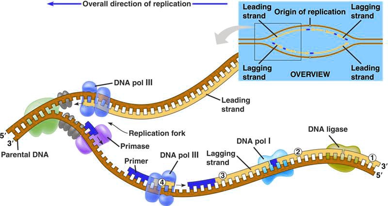 Solved Overall Direction Of Replication Leading Lagging Origin Of