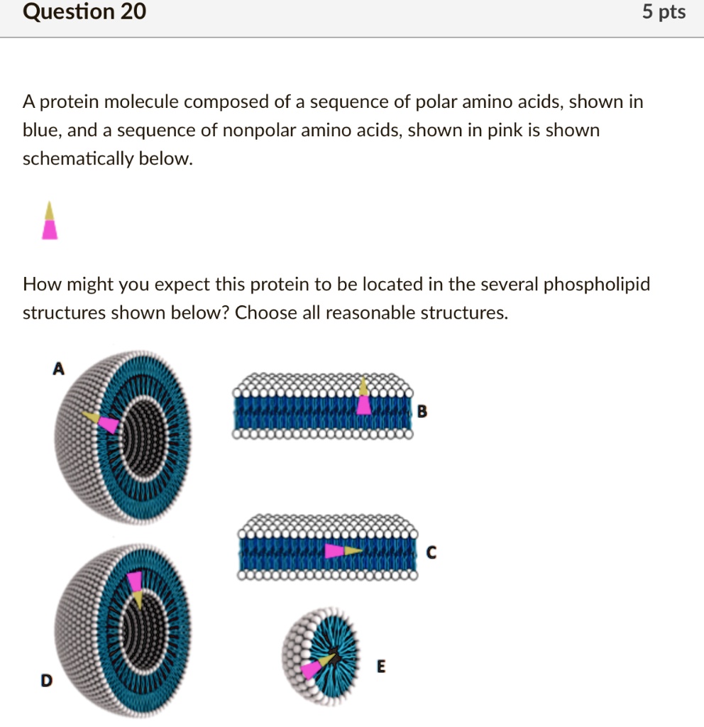 SOLVED Question 20 5 pts A protein molecule composed of a sequence of