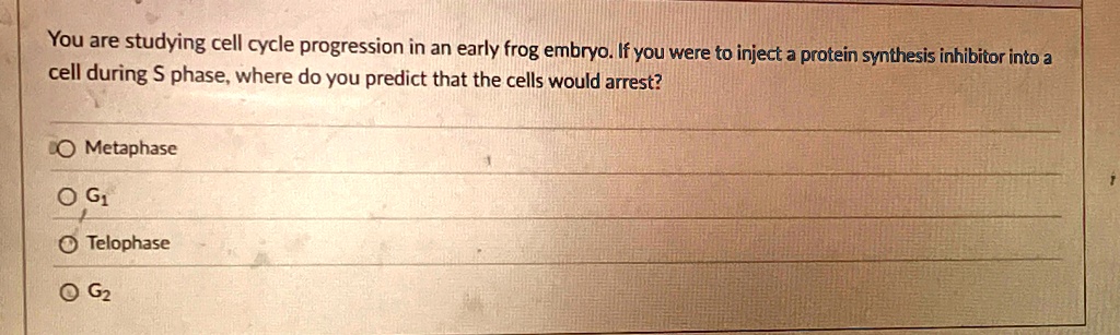 You are studying cell cycle progression in an early frog...
