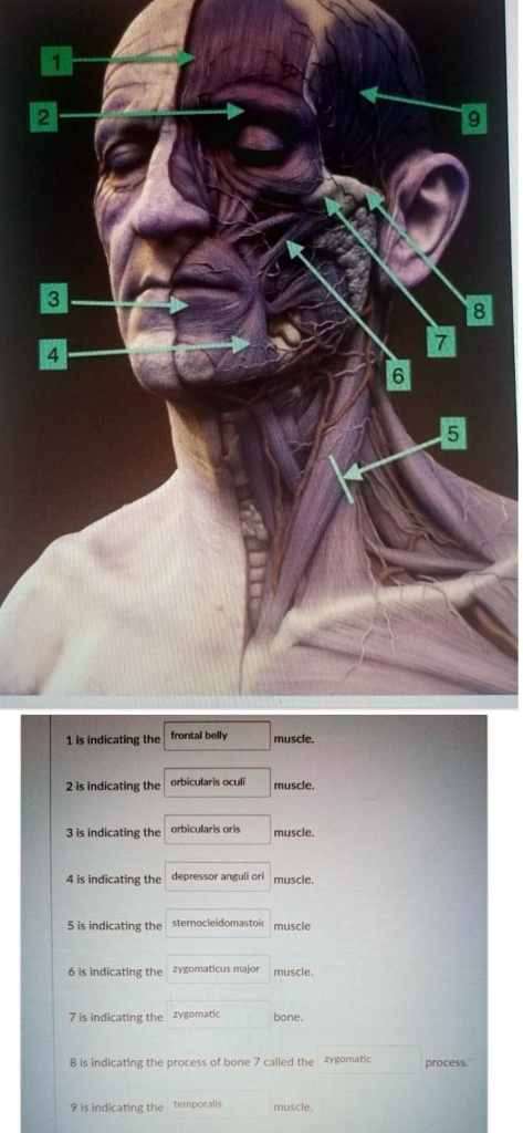 SOLVED 3 8 7 6 4 5 1 is indicating the frontal belly muscle. 2 is