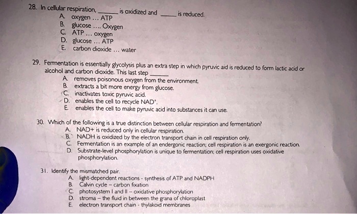 in cellular respiration oxidized and oxygen atp glucose oxygen 8 atp