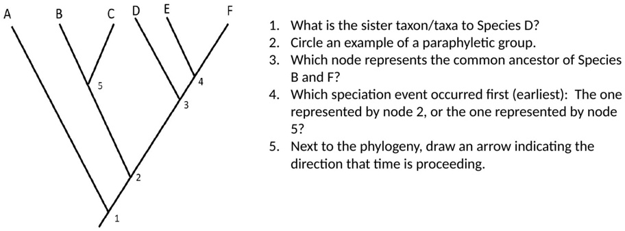 A B C D E F
5 4 3 2 1
1. What is the sister taxon/taxa to Species D?
2. Circle an example of a paraphyletic group.
3. Which node represents the common ancestor of Species B and F?
4. Which speciation event occurred first (earliest): The one represented by node 2, or the one represented by node 5?
5. Next to the phylogeny, draw an arrow indicating the direction that time is proceeding.