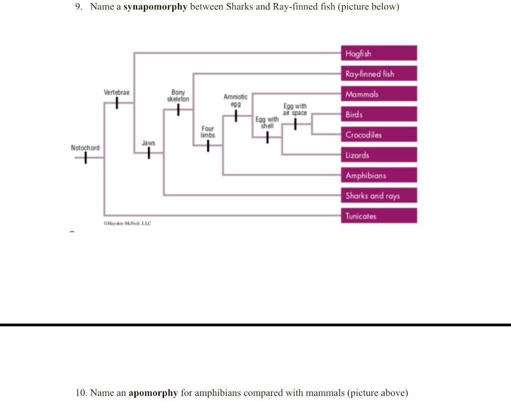 SOLVED 9. Name a synapomorphy between Sharks and Rayfinned fish