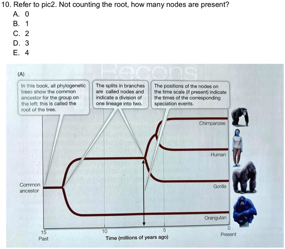 SOLVED: 10. Refer to pic2. Not counting the root, how many nodes are