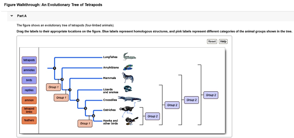 SOLVED: Figure Walkthrough: An Evolutionary Tree of Tetrapods Pan A The