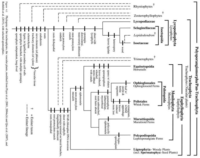 I Need Help Pls Please Refer To The Phylogenetic Tree Below To Answer ...