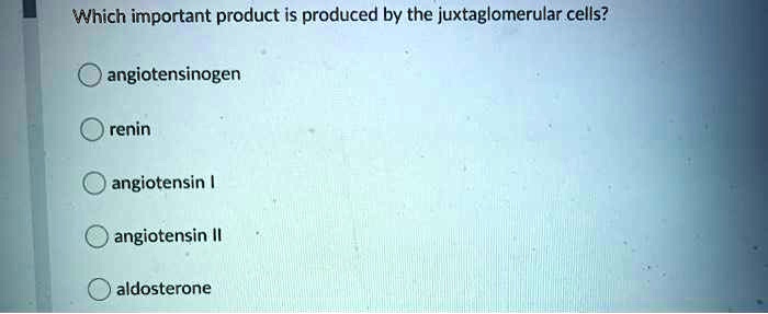 Which important product is produced by the juxtaglomerular cells?
angiotensinogen
renin
angiotensin I
angiotensin II
aldosterone