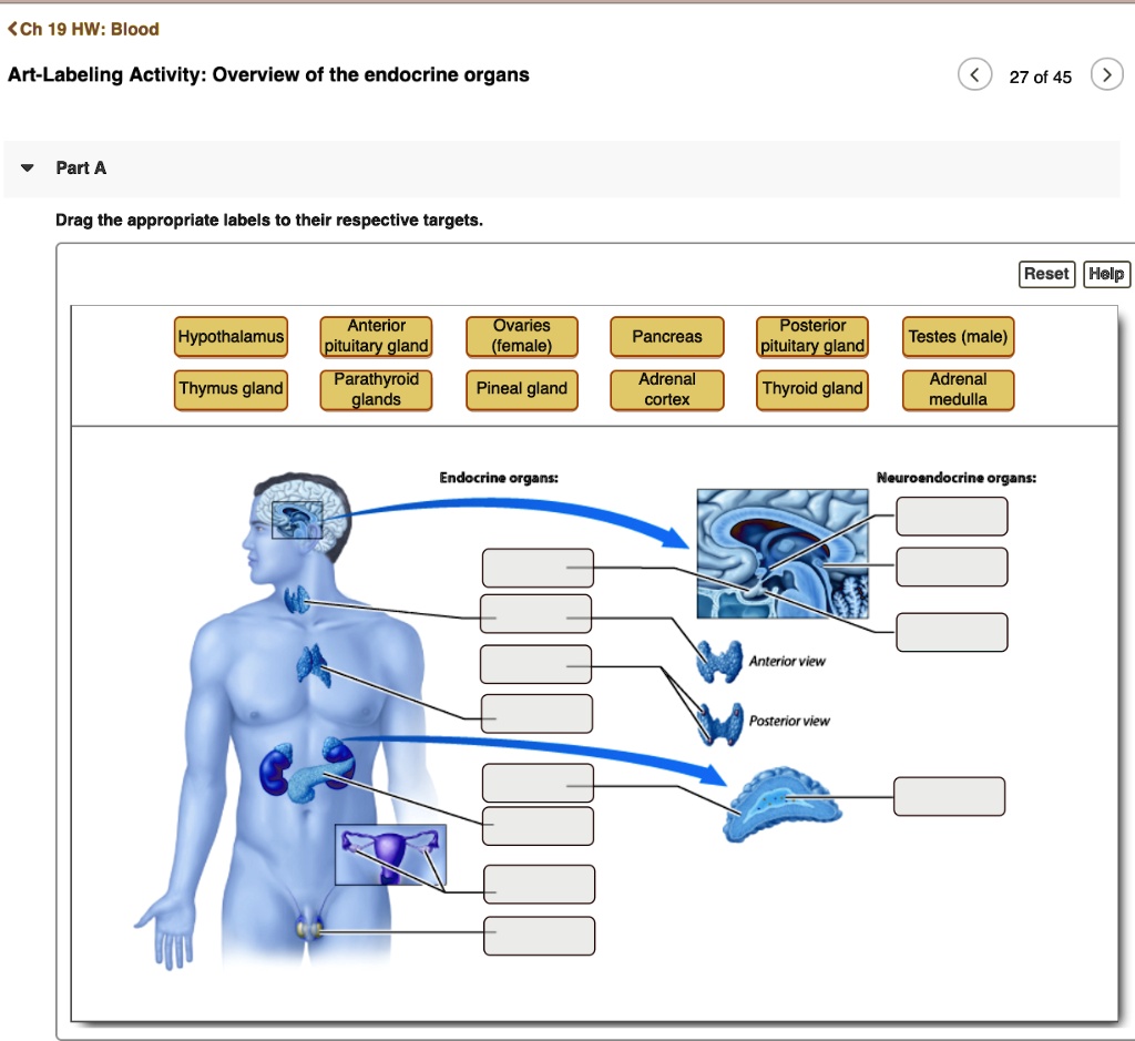 Solved Ch Hw Blood Art Labeling Activity Overview Of The