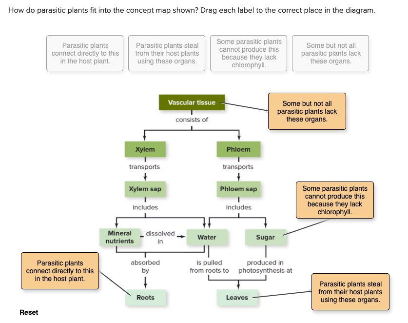 How do parasitic plants fit into the concept map show… SolvedLib