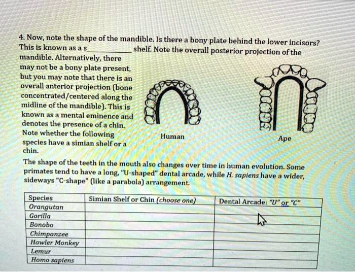 SOLVED Now, nate the shape ofthe mandible Is there bony plate behind