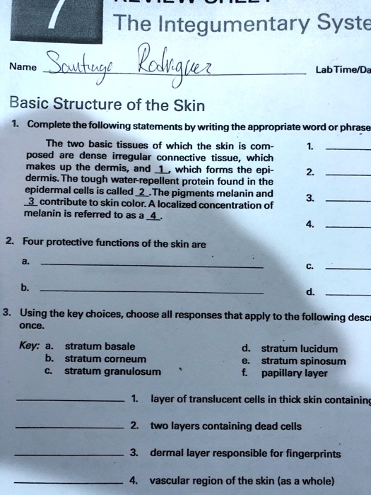 the integumentary syste name scutky aulgu lab timed basic structure of ...