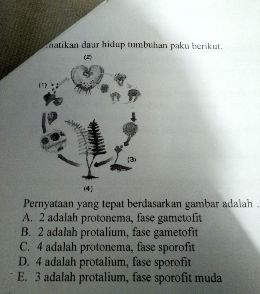 SOLVED: perhatikan daur hidup tumbuhan paku berikut.pernyataan yang