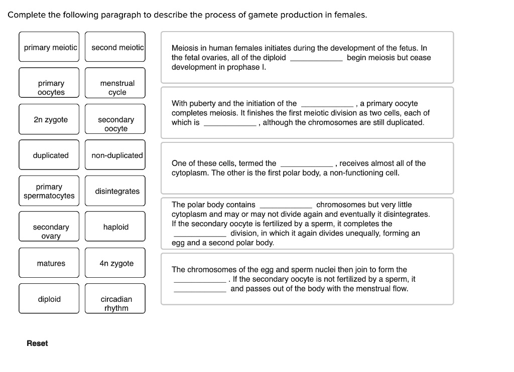 Complete the following paragraph to describe the process of gamete production in females.

primary meiotic
second meiotic
primary oocytes
menstrual cycle
2n zygote
secondary oocyte
duplicated
non-duplicated
primary spermatocytes
disintegrates
secondary ovary
haploid
matures
4n zygote
diploid
circadian rhythm

Meiosis in human females initiates during the development of the fetus. In the fetal ovaries, all of the diploid  begin meiosis but cease development in prophase I.

With puberty and the initiation of the  , a primary oocyte completes meiosis. It finishes the first meiotic division as two cells, each of which is  , although the chromosomes are still duplicated.

One of these cells, termed the  , receives almost all of the cytoplasm. The other is the first polar body, a non-functioning cell.

The polar body contains  chromosomes but very little cytoplasm and may or may not divide again and eventually it disintegrates. If the secondary oocyte is fertilized by a sperm, it completes the  division, in which it again divides unequally, forming an egg and a second polar body.

The chromosomes of the egg and sperm nuclei then join to form the  . If the secondary oocyte is not fertilized by a sperm, it  and passes out of the body with the menstrual flow.

Reset