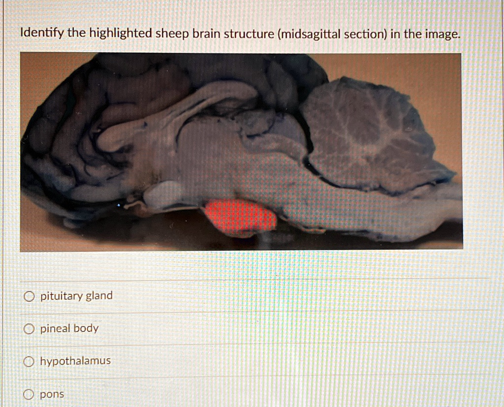 Identify the highlighted sheep brain structure (midsagittal section) in ...