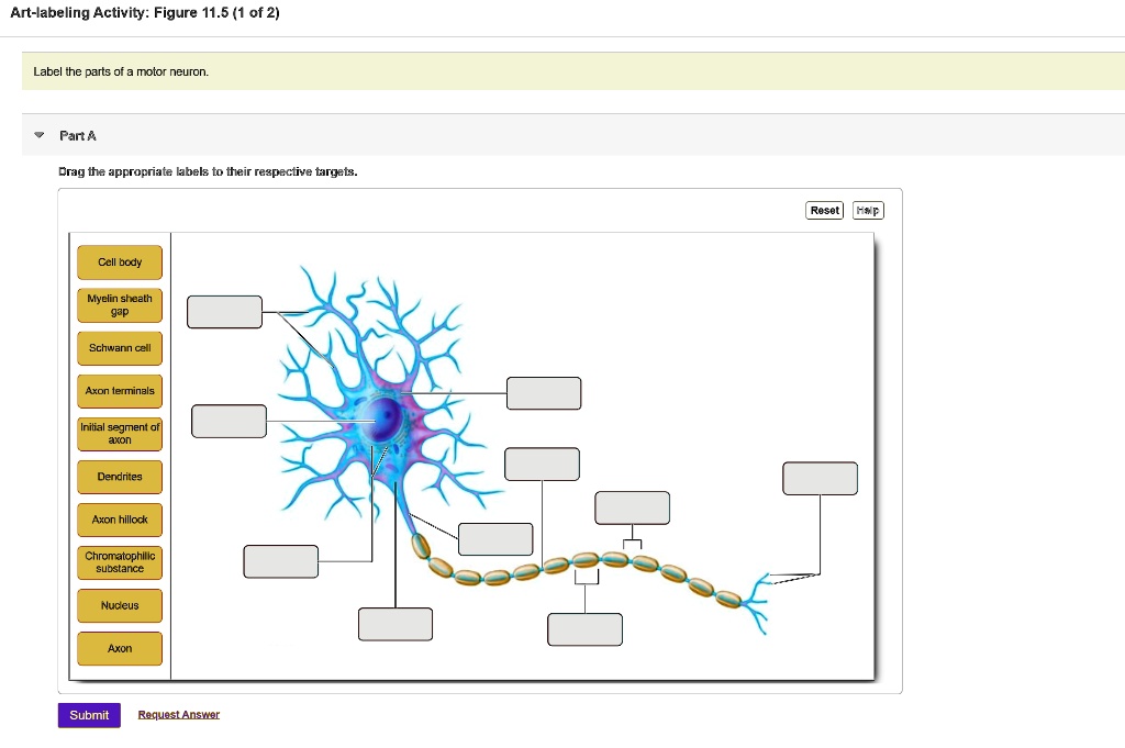 Art-labeling Activity: Figure 11.5 (1 of 2) Label the parts of a motor ...