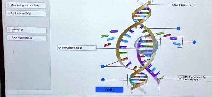 DNA being transcribed
DNA nucleotides
Promoter
RNA nucleotides
?RNA polymerase
Verify
DNA double helix
mRNA produced by
transcription