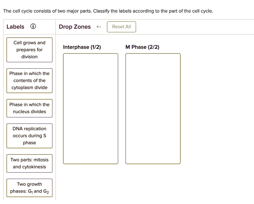 SOLVED: The cell cycle consists of two major parts. Classify the labels ...