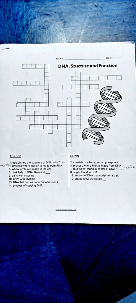 Name:
Date:
DNA: Stucture and Function
ACROSS
1. established the structure of DNA, with Crick
4. process where protein is made from RNA
5. where protein is made in the cell
6. dark lady of DNA; Rosalind 
9. pairs with cytosine
10. pairs with thymine
13. RNA that carries code out of nucleus
14. process of copying DNA
DOWN
2. consists of a base, sugar, phosphate
3. process where RNA is made from DNA
7. four types; found in center of DNA Nucleotide
8. sugar found in DNA
11. section of DNA that codes for a trait
12. shape of DNA; double 
www.biologycorner.com