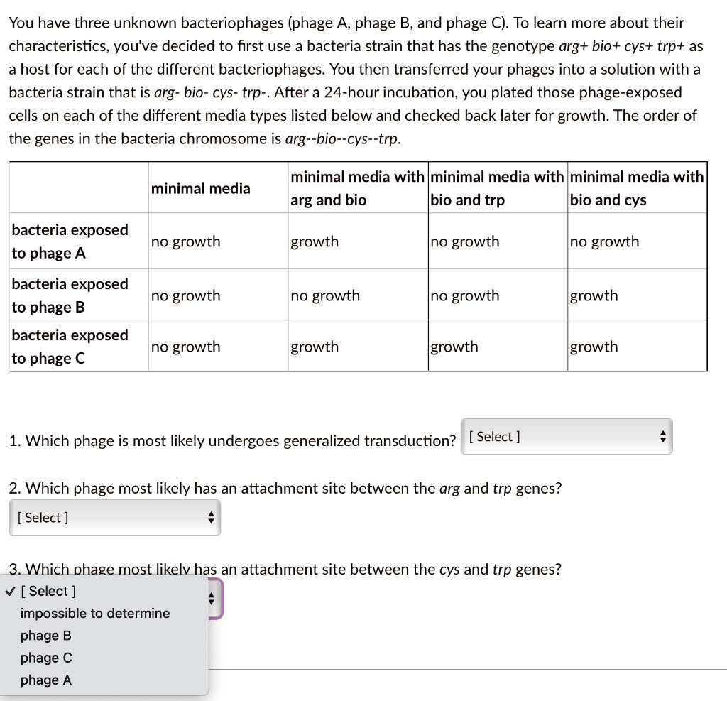 You have three unknown bacteriophages (phage A, phage B, and phage C). To learn more about their characteristics, you've decided to first use a bacteria strain that has the genotype arg+ bio+ cys+ trp+ as a host for each of the different bacteriophages. You then transferred your phages into a solution with a bacteria strain that is arg- bio- cys- trp-. After a 24-hour incubation, you plated those phage-exposed cells on each of the different media types listed below and checked back later for growth. The order of the genes in the bacteria chromosome is arg–bio–cys–trp.

| | minimal media | minimal media with arg and bio | minimal media with bio and trp | minimal media with bio and cys |
|—|—|—|—|—|
| bacteria exposed to phage A | no growth | growth | no growth | no growth |
| bacteria exposed to phage B | no growth | no growth | no growth | growth |
| bacteria exposed to phage C | no growth | growth | growth | growth |

1. Which phage is most likely undergoes generalized transduction?
2. Which phage most likely has an attachment site between the arg and trp genes?
3. Which phage most likely has an attachment site between the cys and trp genes?
impossible to determine
phage B
phage C
phage A