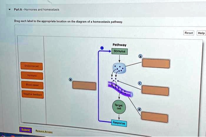 Part A - Hormones And Homeostasis Drag Each Label To The Appropriate ...