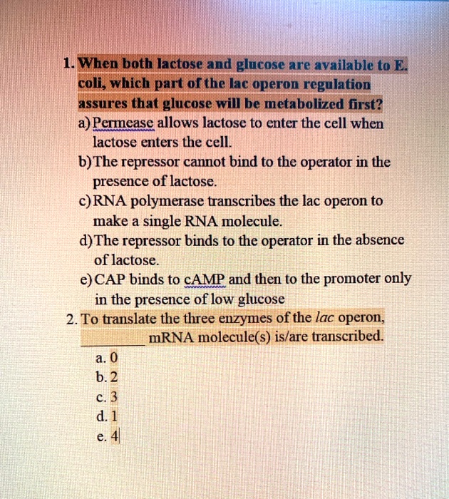 When both lactose and glucose are available to e coli which...