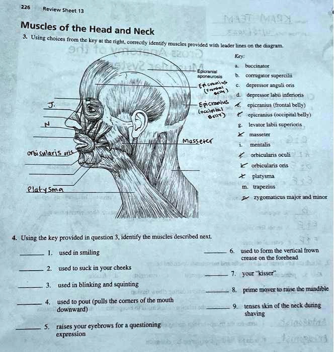 SOLVED Please help. Thanks. 226 Review Sheet 13 Muscles of the