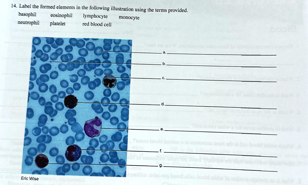 14. Label the formed elements in the following illustration using the terms provided.
eosinophil lymphocyte
basophil
neutrophil platelet
red blood cell
monocyte
Eric Wise
a.
b.
c.
d.
e.
f.
g.